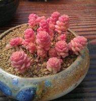 50 เมล็ดพันธุ์ เมล็ด ซักคิวเลนต์ หรือ ไม้อวบน้ำ กระบองเพชร ซีดัม (Sedum) Succulent seeds อัตราการงอก 80-85%