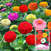 เมล็ดดอกบานชื่น กลีบซ้อน คละสี Zinnia ต้นบานชื่นหลากสี