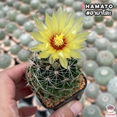 ( PRO+++ ) โปรแน่น.. ฮามาโตะ HamaTo แคคตัส เพชร cactus&amp;succulent ราคาสุดคุ้ม พรรณ ไม้ น้ำ พรรณ ไม้ ทุก ชนิด พรรณ ไม้ น้ำ สวยงาม พรรณ ไม้ มงคล