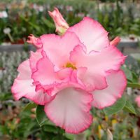 10 เมล็ด เมล็ดพันธุ์ Bonsai ชวนชม สายพันธุ์ไต้หวัน สีชมพู Adenium Seed กุหลาบทะเลทราย Desert Rose ราชินีบอนไซ มีคู่มือปลูก นำเข้าจากไต้หวัน