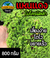 แหนแดง?(ค่าส่งถูก) 800 กรัม พันธุ์กรมวิชาการเกษตร โตไวมาก ขยายไว