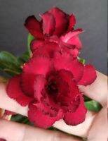 5 เมล็ด เมล็ดพันธุ์ ชวนชม ลูกผสมไฮบริด สายพันธุ์ Deep Blood สีแดง กุหลาบทะเลทราย Desert Rose Adenium seed ราชินีบอนไซ ปลูกง่ายมาก รีบสะสม