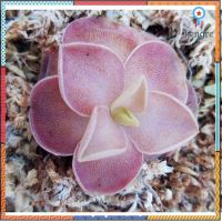 พิงกุย (pinguicula) พืชกินแมลง สินค้ามีจำนวนจำกัด