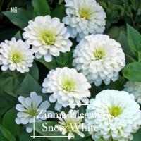 Snow White Cut Flower Zinnia seeds - 100 seed *Pot Friendly* Benih sayur sayuran Sesuai Untuk Pasuต้นไม้มงคล เมล็ดพันธุ์ผัก เมล็ดดอกไม้ ไม้ประดับ เมล็ดพันธุ์ ต้นไม้