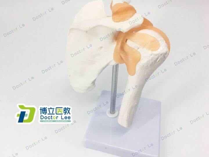 this-model-demonstrate-skeleton-model-of-human-body-joint-clavicle-arthroscopic-shoulder-surgery