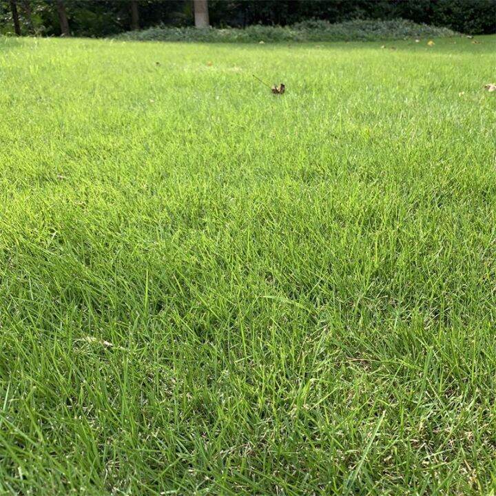 50 seeds BUY 2 GET 1 FREE RECY（Not a plant) Lawn grass seed evergreen