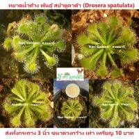 ต้นหยาดน้ำค้าง Drosera Spatulata (พันธุ์ สปาตูลาต้า) (ส่งทั้งกระถาง 3 นิ้ว) พืชดักจับแมลง น้ำหยาดเยื้ม สวยงาม ชอบความชื้นมาก