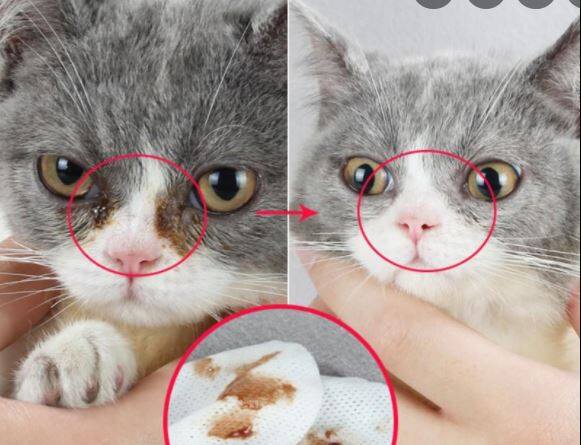 ยาหยอดตาแมวอักเสบ ยาหยอดตาสัตว์เลี้ยง ยาหยอดตาสุนัข ยาหยอดตาแมว น้ำยาเช็ดคราบน้ำตาแมว Cat and Dog Eye Drops ลบรอยฉีกขาด ลบคราบสกปรก ทำความสะอาดตา สามารถใช้เพื่อบรรเทาอาการในสัตว์ฯลฯ ยาหยอดตา แมว ยาป้ายตาอักเสบ น้ำยาหยอดหูแมว ยารักษาตาสุนัข