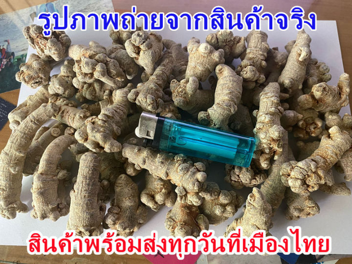 โสมซานชี-ซานชิก-panax-notoginseng-แบ่งขาย-แบบผง-หรือแบบหัว-50-กรัม-สินค้าอยู่เมืองไทย