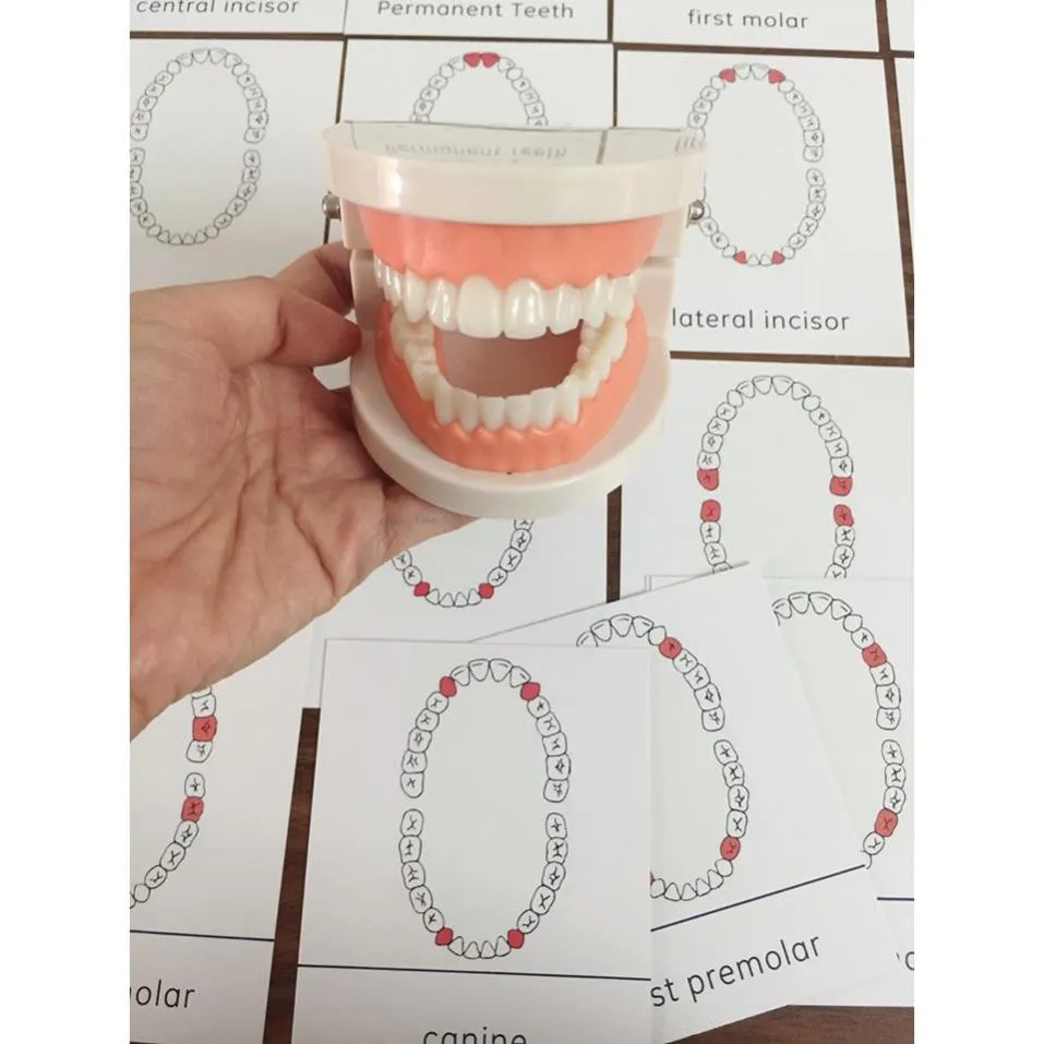 Tổng hợp 97 hình về bộ răng bình thường mô hình  NEC