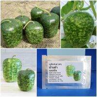 น่าซื้อ เมล็ดพันธุ์ น้ำเต้าแอปเปิ้ล ( Large Gourd Seed) บรรจุ 10 เมล็ด คุณภาพดี ถูก สุดพิเศษ