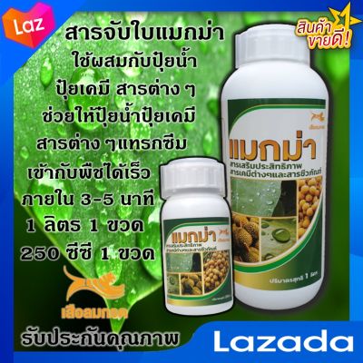 สารจับใบ แมกม่า 1 ลิตร 1 ขวด + 250 ซีซี 1 ขวด ช่วยให้ปุ๋ยน้ำ ปุ๋ยเคมี ยา สารต่างๆ ทุกชนิด แทรกซึมเข้ากับพืชได้เร็ว ภายใน 3-5 นาที