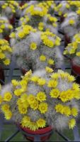 (promotion++) แมมคริส บูมิไอ Mammillaria Baumii cristata เพชร แคคตัส ไม้อวบน้ำ คริสตาต้า สมองเขียว สุดคุ้มมใน สุดคุ้มม ต้นไม้ ฟอก อากาศ กระถาง ต้นไม้ ไม้ ประดับ ต้นไม้ ปลูก ใน บ้าน