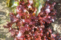 ผักสลัด เรดโบล์ว Red salad bowl Lettuce 100 เมล็ด