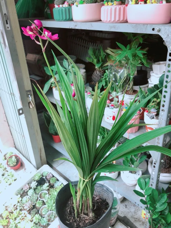Lan đất hay chu đinh lan hoặc địa lan | Lazada.vn Lan Đất Hay Chu Đinh Lan Hoặc Địa Lan | Lazada.Vn