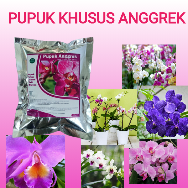 Pupuk Anggrek Agar Cepat Berbunga dan tumbuh tunas untuk anggrek bulan