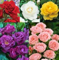 30 เมล็ด เมล็ดพันธุ์ กุหลาบพวง Floribunda Rose Seeds สีแฟนซี คละสี ดอกหอม นำเข้าจากต่างประเทศ พร้อมคู่มือ เมล็ดสด ใหม่