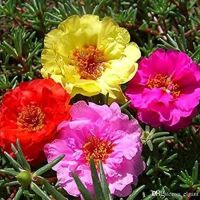 20 เมล็ดพันธุ์ เมล็ด คุณนายตื่นสาย หรือ แพรเซี่ยงไฮ้ Portulaca grandiflora Seed อัตราการงอก 80-85%