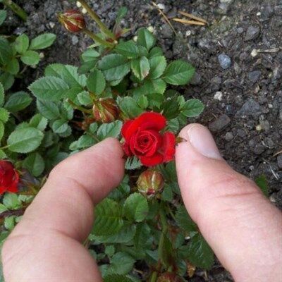 30 เมล็ด เมล็ดพันธุ์ กุหลาบ มินิ บอนไซ Rose seed ดอกเล็ก สีแดง ต้นไม้แคระ นำเข้าจากต่างประเทศ พร้อมคู่มือ เมล็ดสด ใหม่