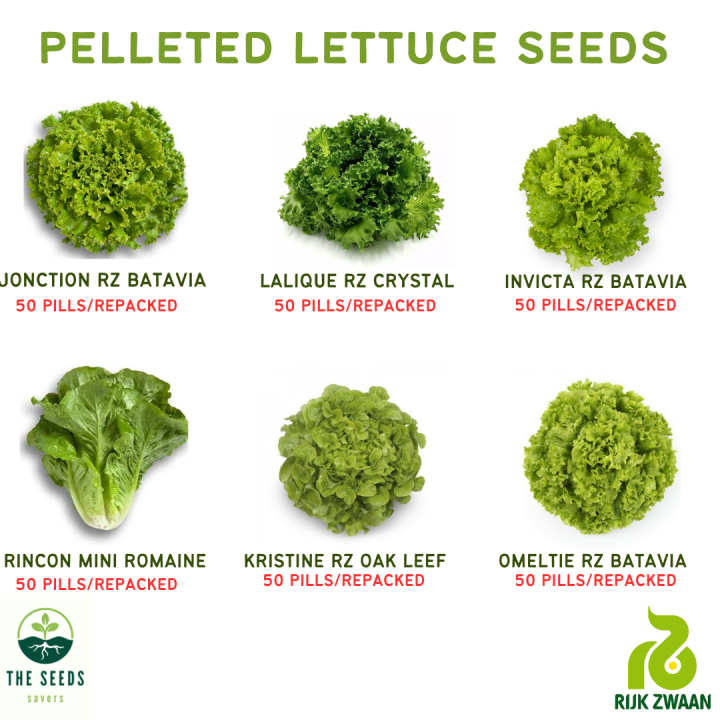 Rz Lettuce Seeds Collection Rijk Zwaan Repacked 50 Seeds Lalaque Omeltie Rincon Jonction 3779