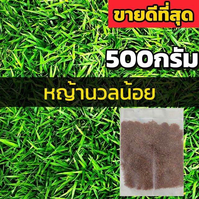 โปรดี [500กรัม] เมล็ดหญ้านวลน้อย เมล็ดสนามหญ้า เมล็ดพันธุ์หญ้า เมล็ด
