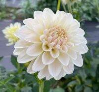 20 เมล็ดพันธุ์ รักเร่ Dahlia Seeds สายพันธุ์ CARAMEL ANTIQUE สีขาว รักเร่ รักแรกพบ ดอกไม้แห่งมิตรภาพ ความรักเริ่มต้น เพาะเลี้ยงง่าย ตั้งโต๊ะทำงาน