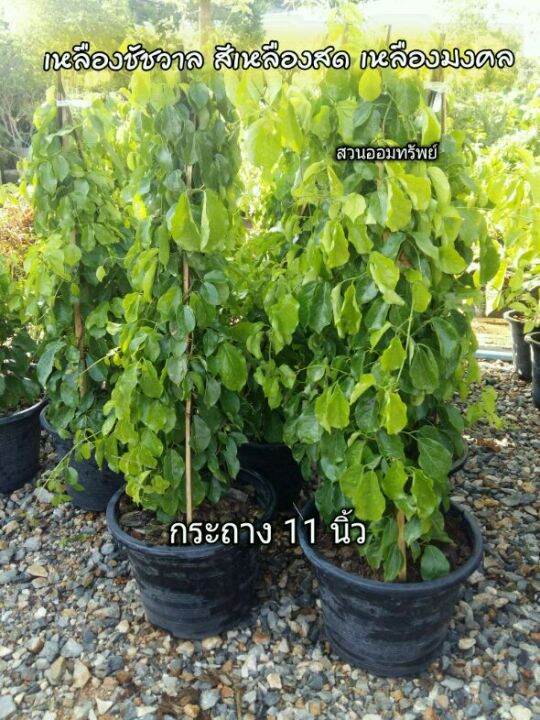 ต้นเหลืองชัชวาลหรือเล็บวิฬาร์-สีเหลืองสด-สีเหลืองมงคล