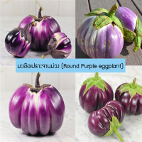 เมล็ดพันธุ์ มะเขือเปราะจานม่วง (Round Purple eggplant) 100 เมล็ด ปลูกง่าย ปลูกได้ทั่วไทย