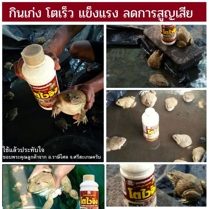 ส่งฟรีไม่ใช้โค๊ด-อาหารเร่งโต-ไคโตซาน-สำหรับกบ-โตเร็ว-โตไว-ลดการตายได้ดี