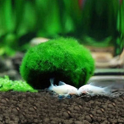 Ruyifang ลูกบอลมาริโมะมอส3-4ซม. ตู้ปลามีชีวิตพืชสาหร่ายที่ดักสัตว์น้ำเครื่องประดับถังจำลองสาหร่ายสีเขียวต้นไม้ประดิษฐ์ลูกบอล