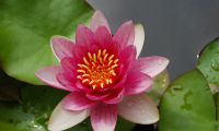 20 เมล็ด บัวสาย (Water lily) บัวอุบลชาติ บัวฝรั่ง บัวนอก บัวเล็ก บัวแคระ สายพันธุ์ pygmaea rubra สีม่วง ชมพู เหมาะสำหรับปลูกในโหล Waterlilies Lotus Seeds