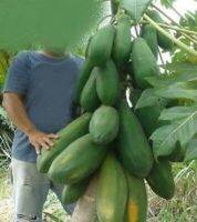 หายาก- กเมล็ดมะละกอยักษ์ - giant papaya seeds