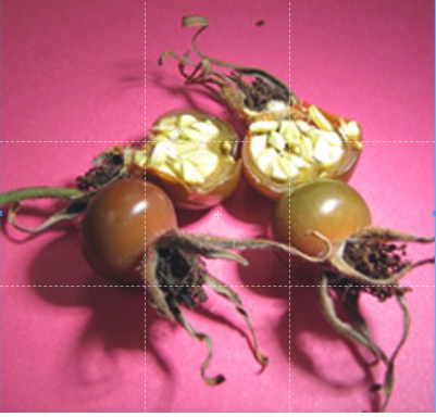 30-เมล็ด-เมล็ดพันธุ์-กุหลาบ-มินิ-บอนไซ-rose-seed-ดอกเล็ก-สีโอรส-ต้นไม้แคระ-นำเข้าจากต่างประเทศ-พร้อมคู่มือ-เมล็ดใหม่