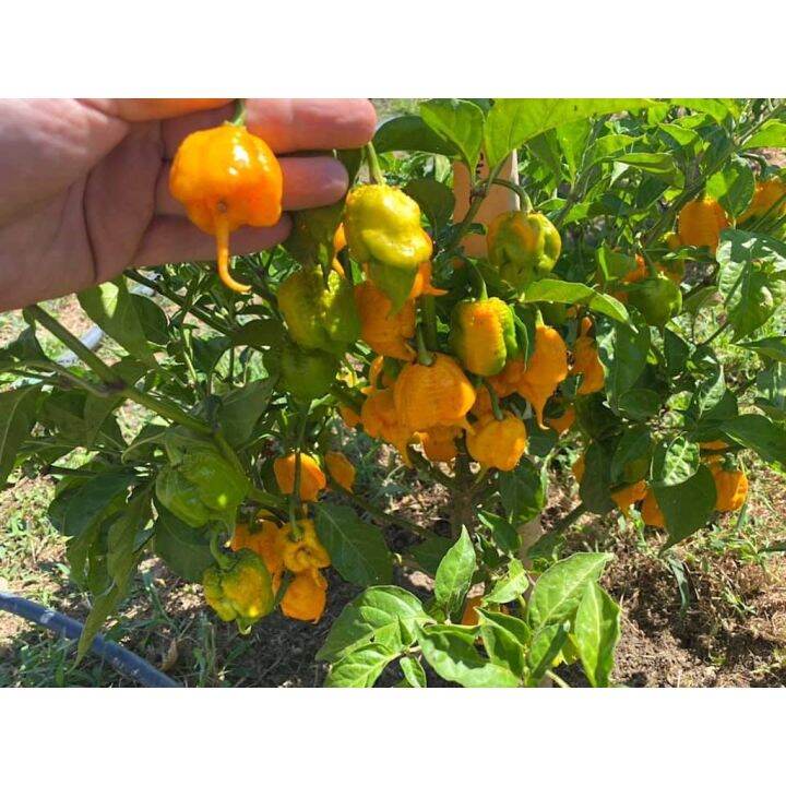 Benih Bibit Cabe Carolina Reaper Kuning Cabai Rekor Terpedas Di Dunia Kualitas Premium Sayuran