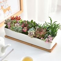 White Ceramic Pot Rectangular White Porcelain Succulent Potted Fairy Garden Supplies Decoration Green Plants Bonsai Basin Crafts