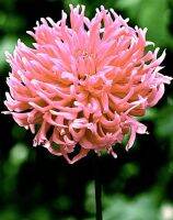 1 หัว /ชุุด เหง้า ต้นรักเร่ Dahlia Bulb สายพันธุ์ Bird Nest สีชมพู หัวรักเร่ ดอกไม้ ดอกรักเร่ รักแรกพบ เฟิร์สเลิฟ ดอกไม้นำเข้า พร้อมให้ดอก