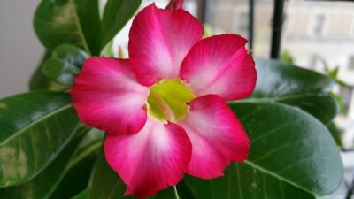 12 เมล็ด เมล็ดพันธุ์ ชวนชม สายพันธุ์ไต้หวัน ดอกชั้นเดียว Adenium Seeds กุหลาบทะเลทราย Desert Rose ราชินีบอนไซ อัตรางอก 80-90% มีคู่มือปลูก