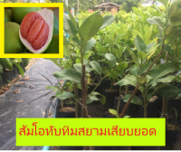 ส้มโอทับทิมสยามเสียบยอดถุงใหญ่