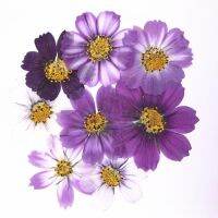 【cw】 50pcs 4-7cm Dried Pressed Cosmos Bipinnata Cav. Postcard Jewelry Flowers Accessories