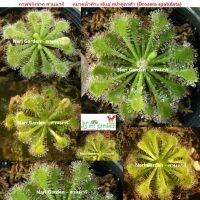 ต้นหยาดน้ำค้าง Drosera Spatulata (พันธุ์ สปาตูลาต้า) (ส่งทั้งกระถาง 3 นิ้ว) พืชดักจับแมลง น้ำหยาดเยื้ม สวยงาม ชอบความชื้นมาก