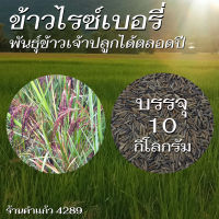 เมล็ดพันธุ์ข้าวไรซ์เบอรี่ บรรจุ 10 Kg. พันธุ์ข้าวอย่างดี คัดพิเศษ ปลูกเองขายเองโดยวิธีธรรมชาติ ปลูกได้ทั้งนาปีและนาปรัง