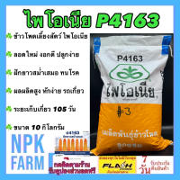 ข้าวโพดเลี้ยงสัตว์ P 4163 เม็ดกลมเล็ก 3 หุน ขนาด 10 กิโลกรัม ไพโอเนีย ลอตใหม่ หมดอายุ 31/03/2024 สีได้เมล็ดมากกว่า ทนโรค อายุเก็บเกี่ยว 105 วัน