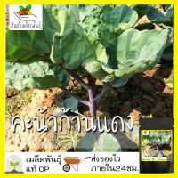 เมล็ดพันธุ์ คะน้าก้านแดง F1 100 เมล็ด Red Chinese Kale F1 seed เมล็ดพันธุ์แท้ นำเข้าจากต่างประเทศ ปลูกผัก สวนครัว