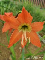 2 หัวว่าน ว่านสี่ทิศ Amaryllis ว่านสี่ทิศพื้นเมือง สีส้ม ไข่ดาว 18-22 ซม หัวขนาดใหญ่ ปลูกติดทุกหัว.