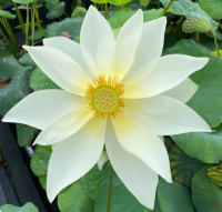 5 เมล็ดพันธุ์ บัว สายพันธุ์ NANJING NOBLE LOTUS (LIU CHAO YU YE) สีขาว เพาะปลูกและเก็บเมล็ดในไทย ขยายพันธุ์ในไทยได้ สายพันธุ์นิยมปลูกที่สุดในโลก