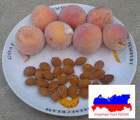 เมล็ด เอพริคอต แอพริคอต เมล็ดแอปริคอต แอปริคอตนำเข้ารัสเซีย Apricot seed apricot apricot Russia Apricot Tree (Prunus Armeniaca) «Краснощёкий»