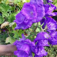 เมล็ดพันธุ์ ดอกระฆัง campanula calycanthema 1000 เมล็ด เมล็ดพันธุ์นำเข้าจาก อังกฤษ