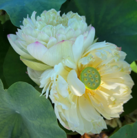 5 เมล็ด บัวนอก บัวนำเข้า บัวสายพันธุ์ Clouds in Moling LOTUS สีเหลือง สวยงาม ปลูกในสภาพอากาศประเทศไทยได้ ขยายพันธุ์ง่าย เมล็ดสด