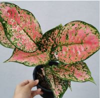 อโกลนีมา อัญมณีแดง Aglaonema sp. ‘Anyamanidaeng ต้นไม้มงคล กระถาง 5-6 นิ้ว ต้นสวยมาก ไม้ประดับตกแต่งสวน