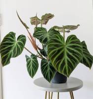 ฟิโลเดนดรอน แวร์รูโคซัม ฟิโลเวอร์รูโคซั่ม ฟิโลใบหัวใจ (Philodendron Verrucosum) ไม้ใบ รองรับเก็บเงินปลายทาง